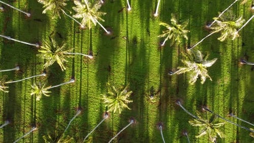 Aerial Birds Eye View of Palm Trees