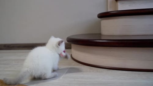 Playful Kitten with Toy in Home Interior