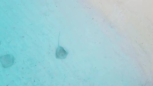 Stingray Underwater in Maldives Sting Rays Swimming in Blue Sea Aerial View