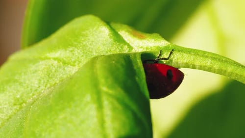 Ladybug in the Green Grass in the Forest