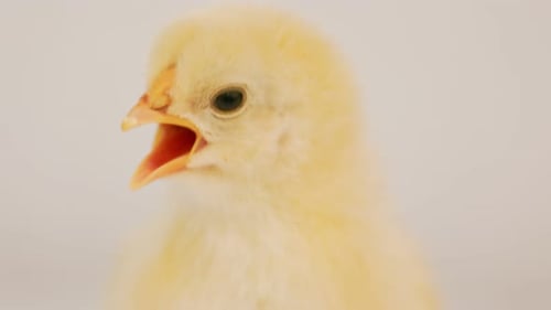 Adorable Yellow Chick Close Up, White Background