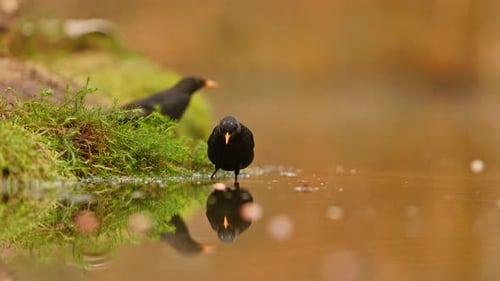 Eurasian blackbird at edge of pond looking for floating seeds
