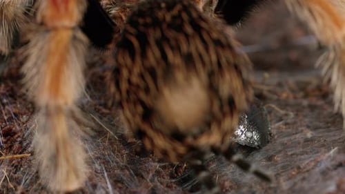 Mexican Red-Knee Tarantula wraps cockroach in web - extreme close up - slow motion
