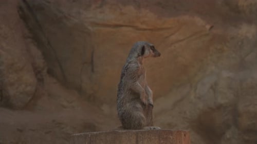 Seltsame Suricate-Nahaufnahme mit fokussierten Augen
