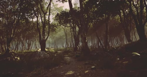 Mysterious Forest Path Illuminated By Soft Light During Early Morning Hours