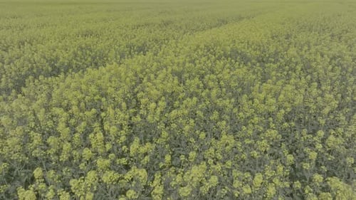 Blooming Rapeseed Field on a Sunny Day Flying Above Stunning Yellow Rape Fields in Spring Aerial