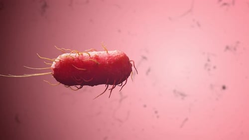 Bacteria on Red Background