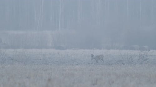 European roe deer flock eating on rape raps field in evening dusk