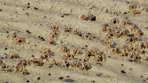 Fiddler Crabs walking on sandy beach and eating. Group of Ghost crabs across a muddy wetland area
