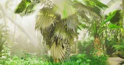 Lush Tropical Paradise Enveloped in Mist on a Serene Morning Walk