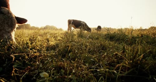 In the Early Morning Cows Graze on a Beautiful Meadow