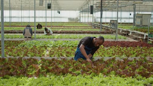 Afroamerikanischer Mann, der im Gewächshaus arbeitet und Salatpflanzen auf hohe Qualität überprüft