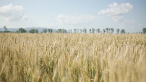 Grain field with wheat or rye ready for harvest