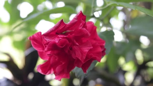 the beauty of red flowers blowing in the wind