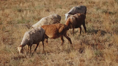 A Small Herd of White and Brown Sheep on Free Range Eating Grass on a Field