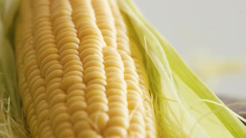 Fresh Raw Corn