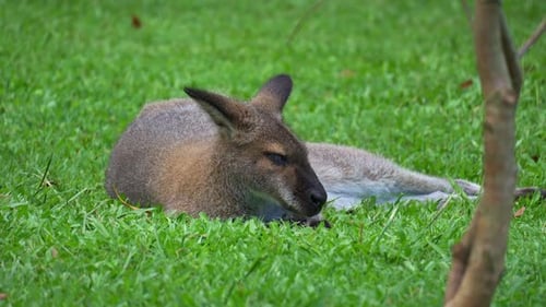Ein rothalsiges Wallaby (rufogriseus), das in einem grünen Grasfleck ruht, unterbrochen von einer lästigen Fliege,