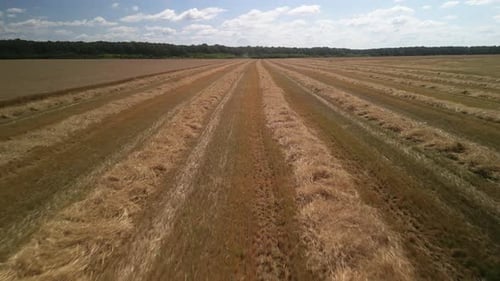Wheat field aerial view in Ukraine