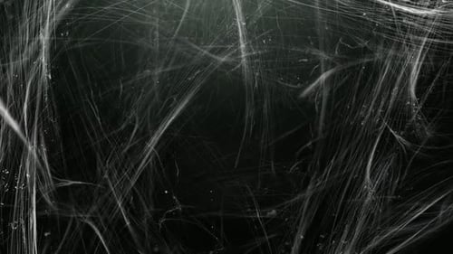 Spider Web Background