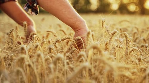 Hand Touching Golden Wheat in a Rural Field