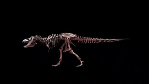 Tyrannosaurus Rex Dinosaurier-Skelett