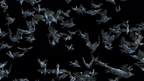 Flying Textured Crows Swarm Animation with Alpha Channel