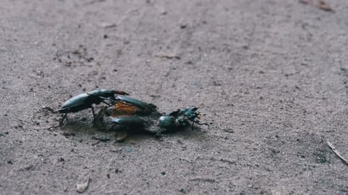 Stag Beetles Crawling on the Forest Floor