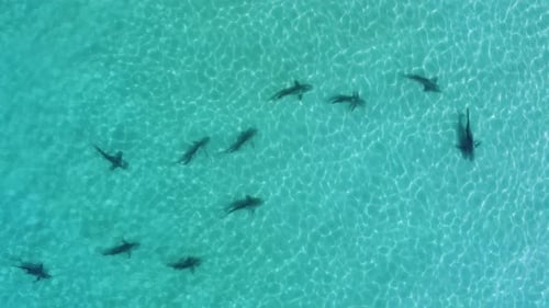 Aerial view above sharks swimming in shallow turquoise water - top down, drone shot