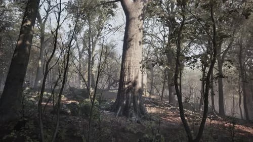 Warm Autumn Scenery in a Forest
