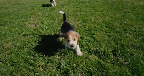 A Funny Thoroughbred Beagle Puppy Runs on the Green Grass Tracking Slow Motion Video