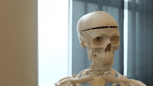 Pädagogisches Modell eines menschlichen Skeletts für Ärzte. In einem Labor ausgestellt. 4K-Zeitlupenaufnahmen