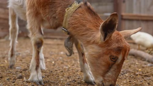 Farm Animals Grazing Together in a Peaceful Barnyard