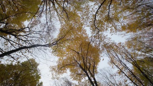 The Background of Autumn is a Beautiful Forest Landscape with Trees Yellow Leav