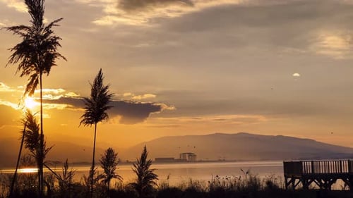Plant Reeds And Sea In Sunset 8