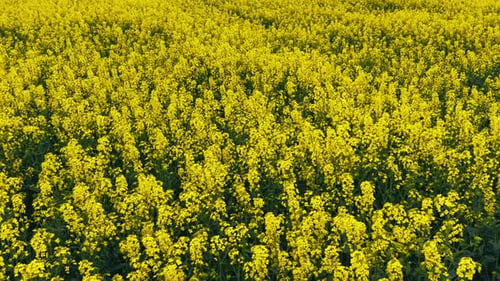 Blooming Rapeseed Field on a Sunny Day Flying Above Stunning Yellow Rape Fields in Spring Vegetable