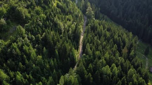 Narrow road leading through a forest in the Alps in Lofer, Austria.