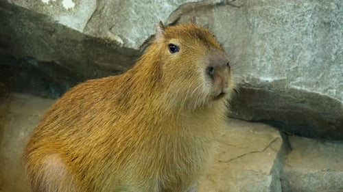 Retrato de un carpincho (Hydrochoerus Hydrochaeris) comiendo de pie contra una roca - Estático