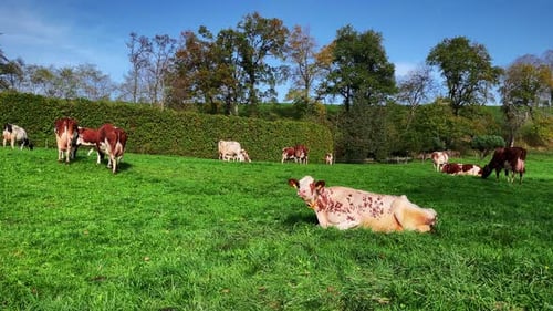 Dairy cows on pasture. Cows grazing on green hill, chewing grass
