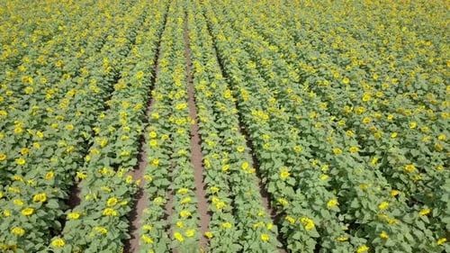 Aerial view of a vast yellow Sunflower field