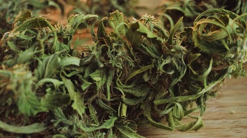 Marijuana is a medicinal herb, but it is also a dangerous drug.