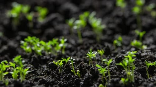 Green Plant Slowly Growing From the Soil Magical Spring Nature Time Lapse Food