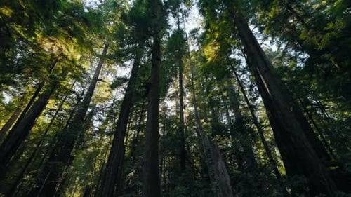 Moving Through Dense Redwood Forest Looking Up At Towering Trees Above