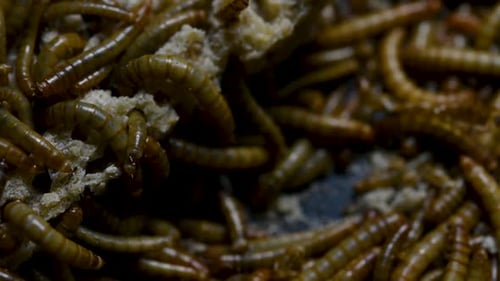 The Mealworm is a species of Darkling Beetle used to feed pets like fish, snakes, birds, and frogs;