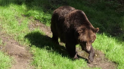 Brown Bear Walking Across Grassy Field