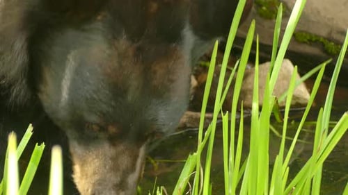 Close up shot of wild black bear feeding on blades of grass on riverbanks.
