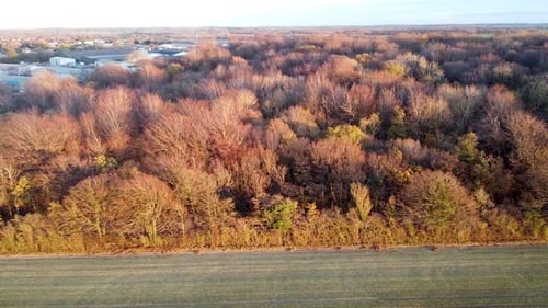 Aerial View of Autumn Trees and Open Field