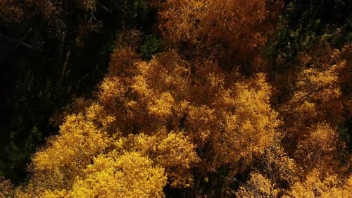Vibrant Autumn Foliage in Forest Showcases Rich Yellow Hues During Late Afternoon Sunlight