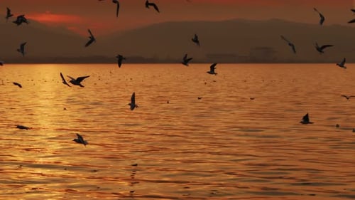 Animal Bird Seagulls Flying In Sunset 15