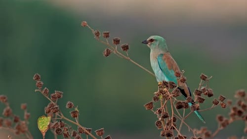 Colorful Bird Perched on Twigs Against Soft Green Background