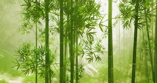 Lush Bamboo Forest Under Soft Mist Creates a Tranquil Atmosphere in Nature